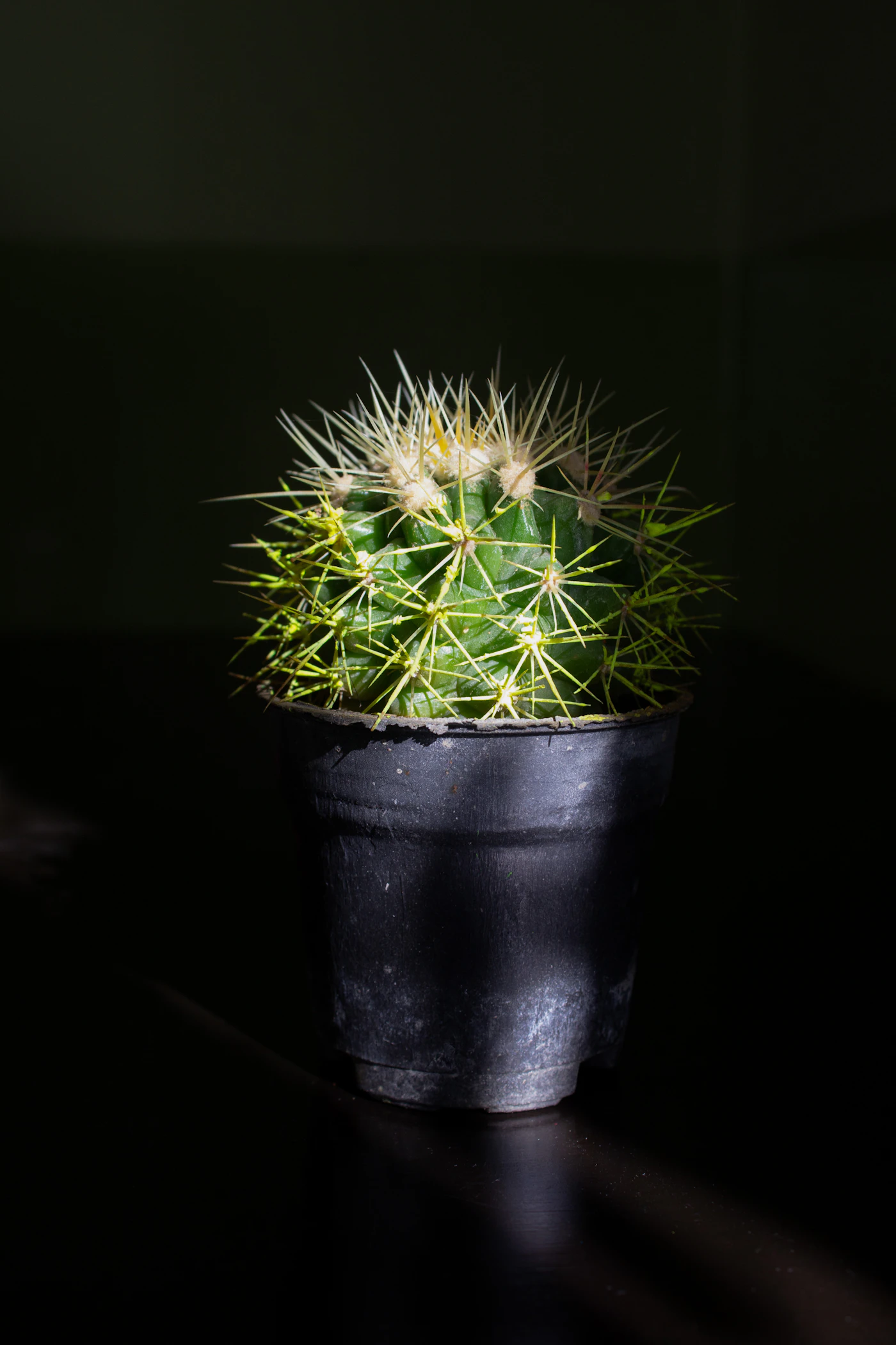 Cactus in a dark studio setting
