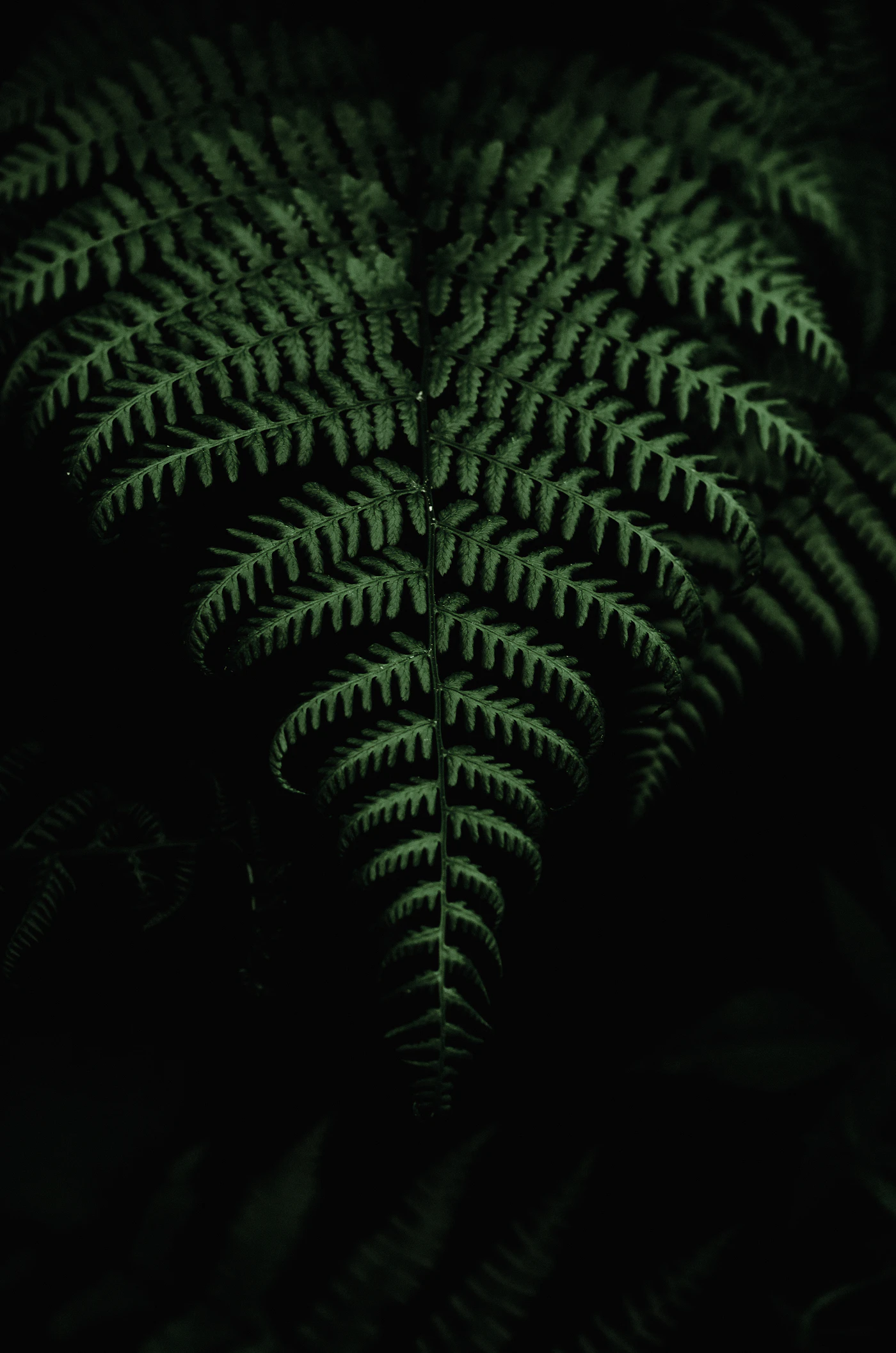 Fern fronds in low light