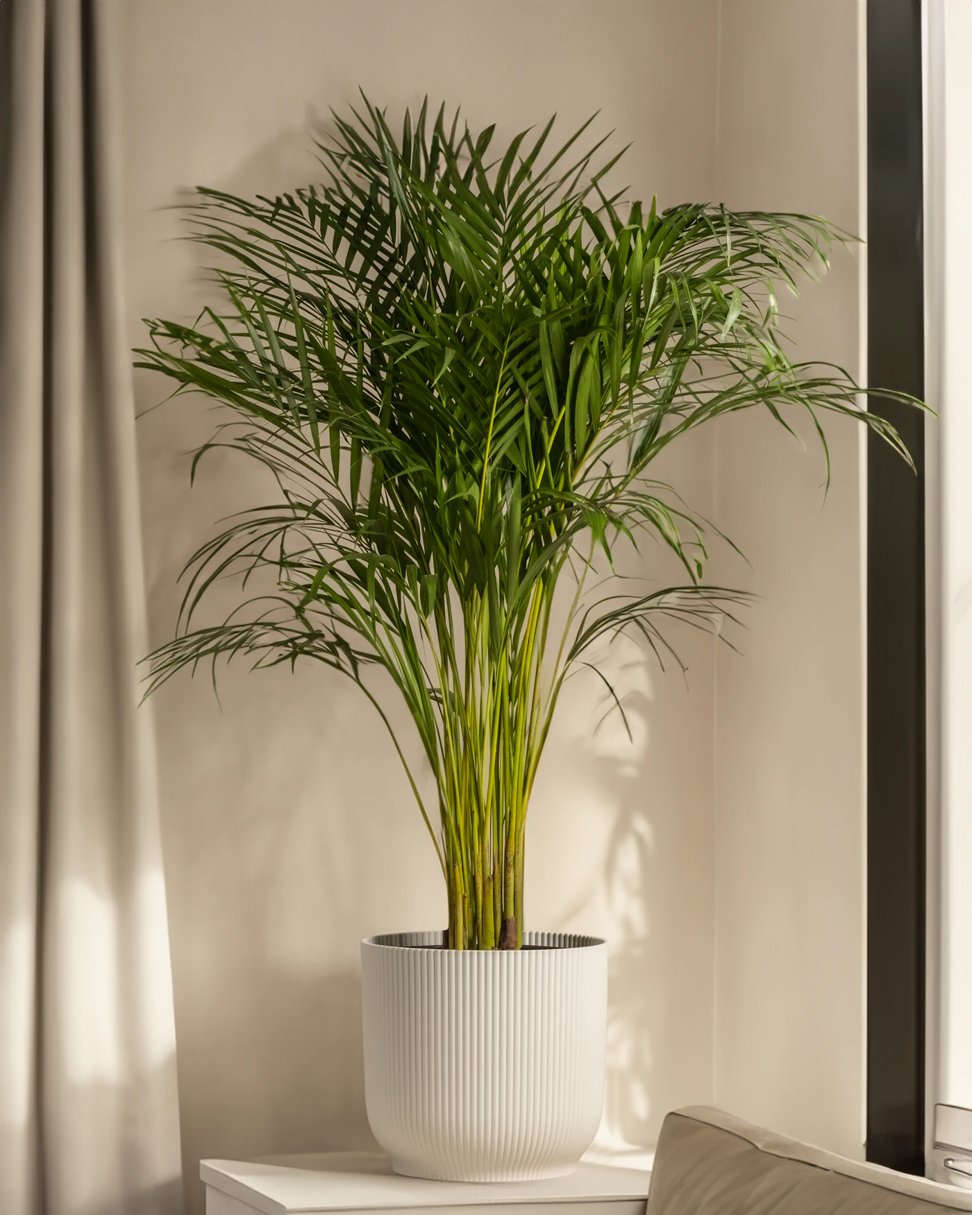 Indoor palm in a white ribbed pot