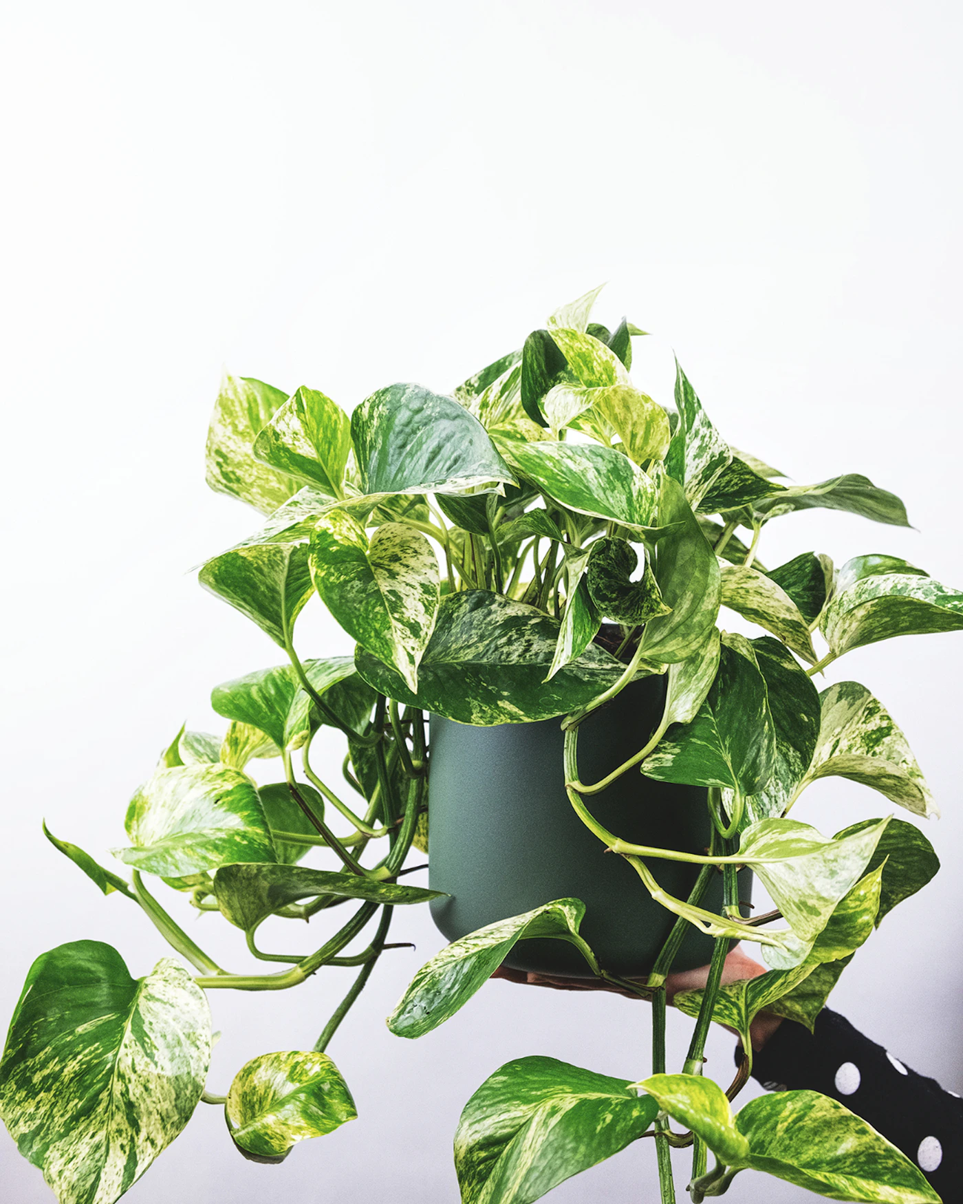 Pothos plant in a green pot