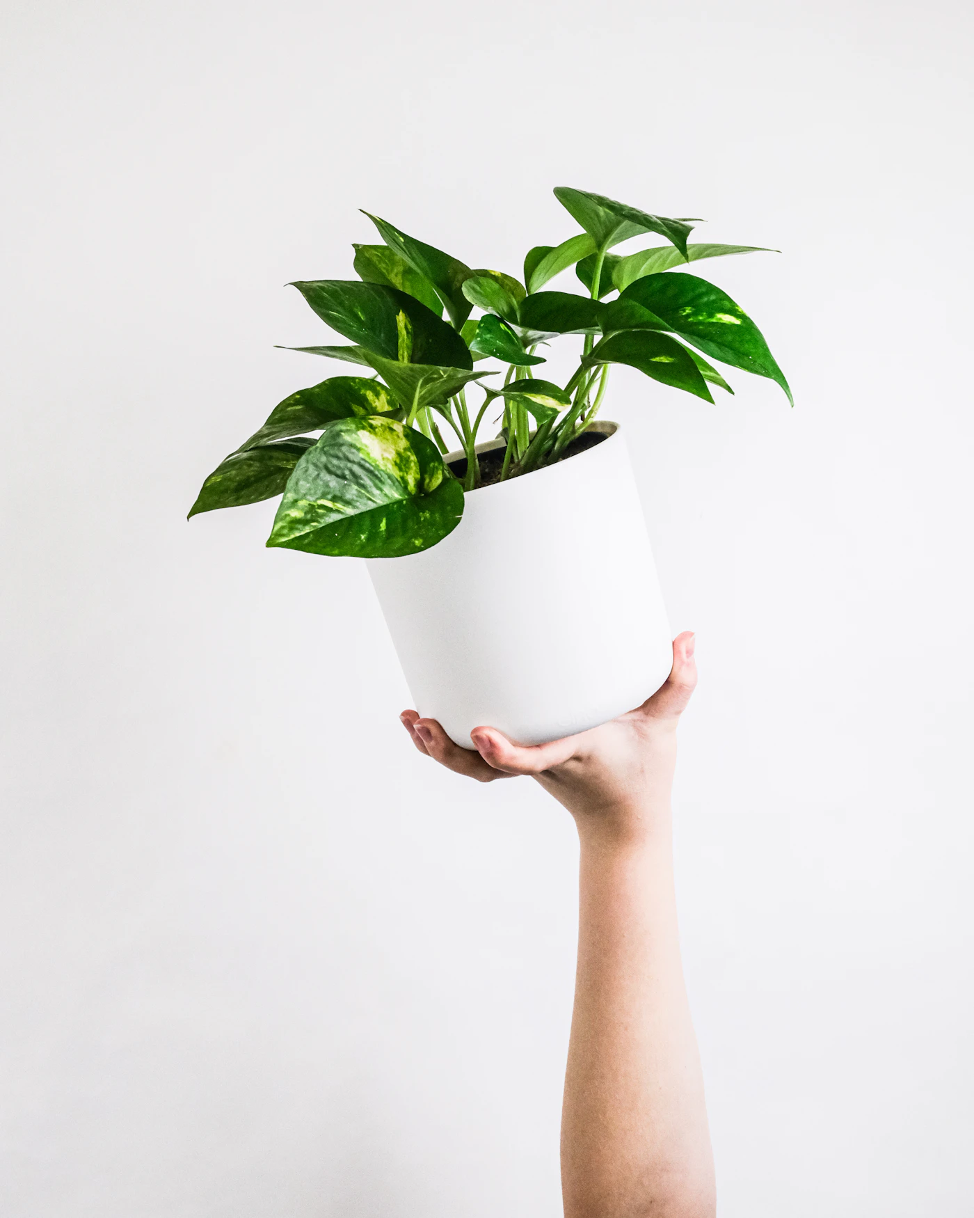 Pothos plant in a white pot