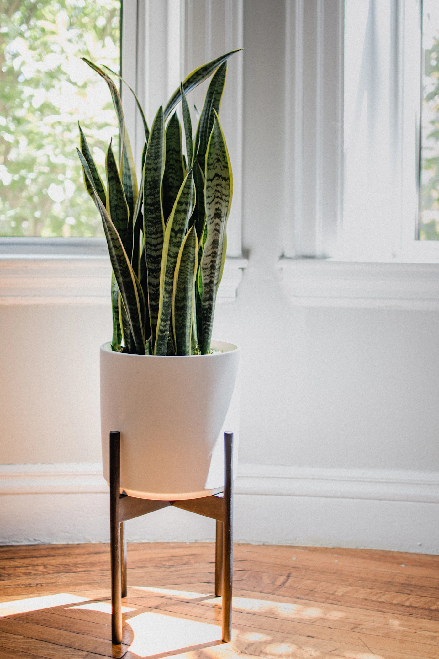 Snake plant in a ceramic pot